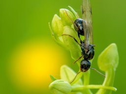 Platanthera_chlorantha_et_fourmi-min